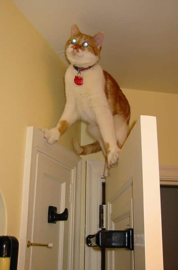 смешные коты рыжий кот