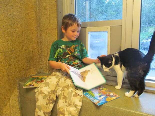Кошки развивают детям навык чтения