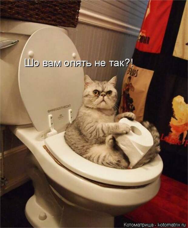 Лучшие котоматрицы недели (50 фото)