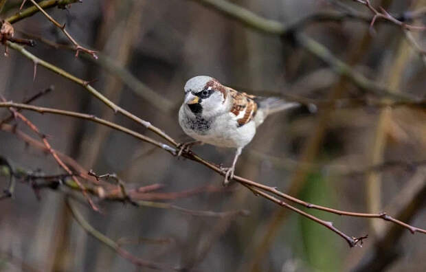 Тулякам рассказали о погоде в первую рабочую неделю весны