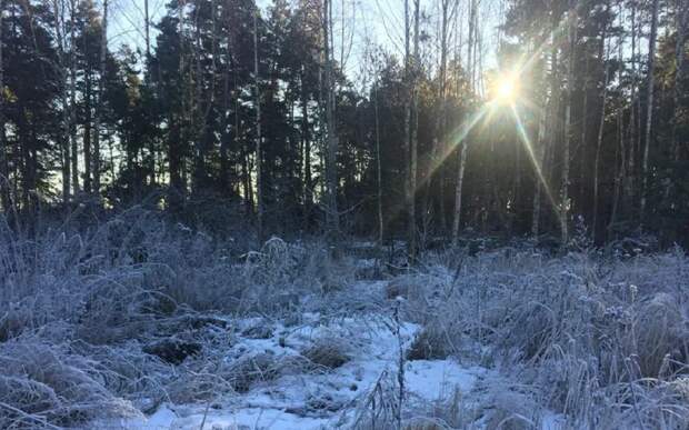 В Рязанской области в ночь на 11 ноября похолодает до -4°С