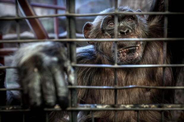 Зоопарк в Пхукете - не для детей и слабонервных