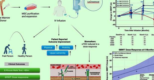 Аллогенные стволовые клетки помогли при возрастной немощности