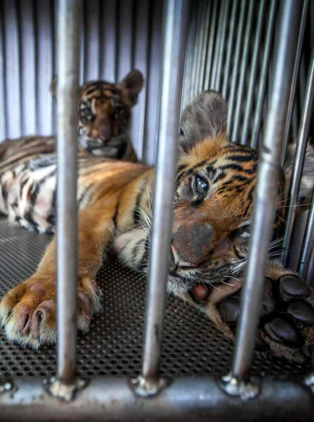 Зоопарк в Пхукете - не для детей и слабонервных