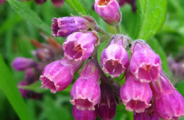 Чудодейственное растение, которым еще в древности лечили болезни