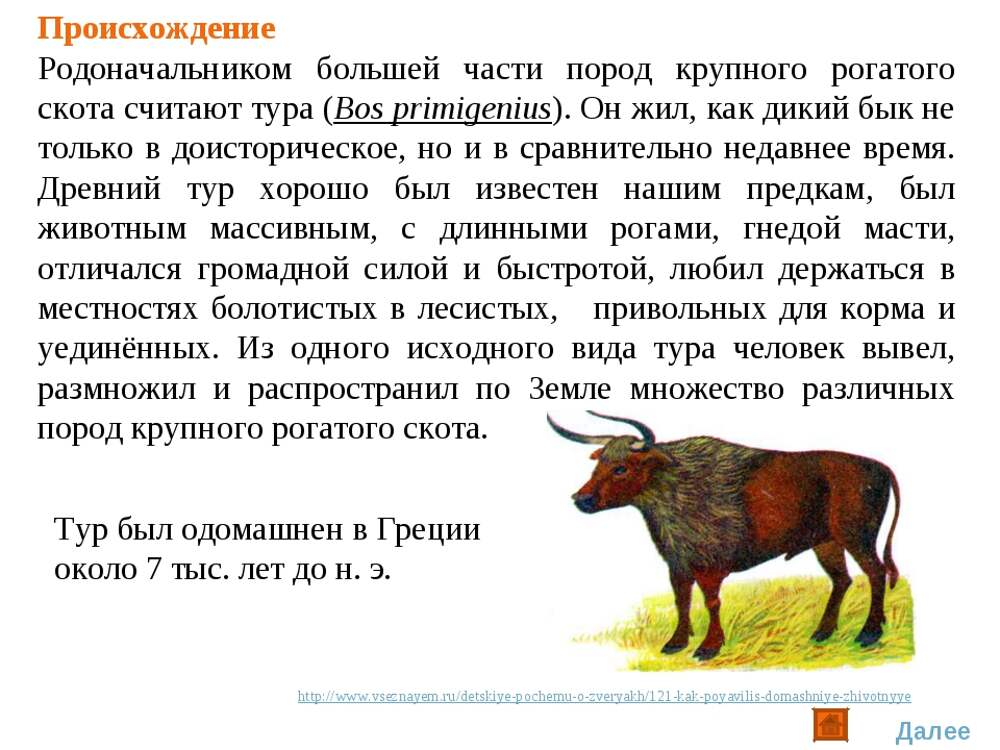 Появление животных. Дикий предок крупного рогатого скота. История происхождения КРС. Дикие предки сельскохозяйственных животных. Происхождение крупного рогатого скота.