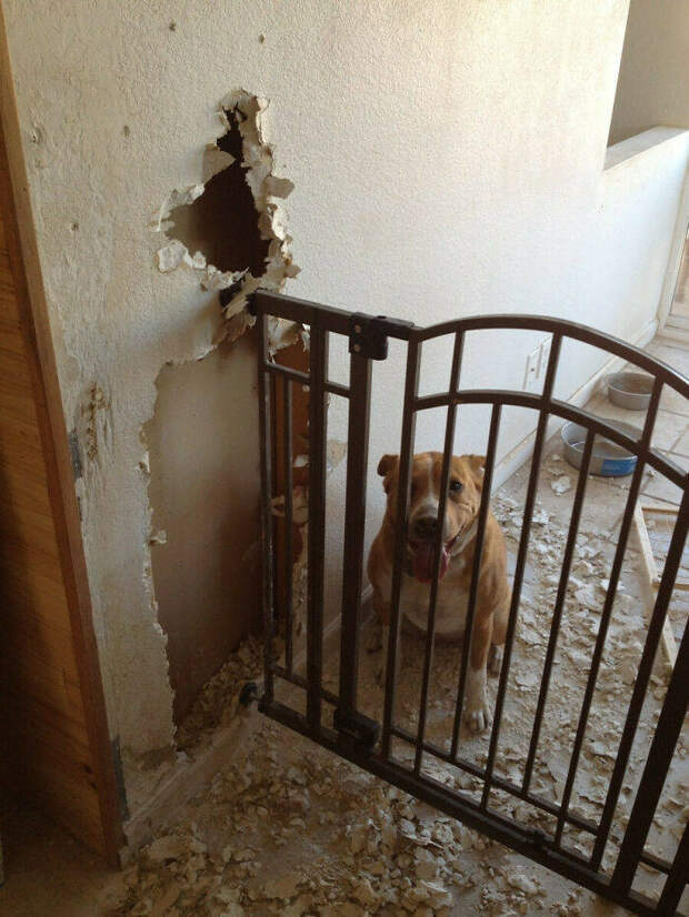 Домашние животные нарушили уют, но ни о чём не жалеют