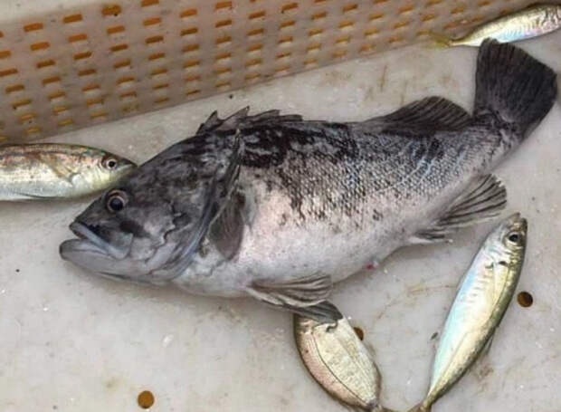 Опасную рыбу-хищника заметили в Черном море у берегов Кубани