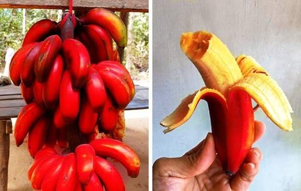 Красные бананы еда, фрукты, экзотика