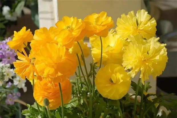 Ранункулюсы – цветы невест