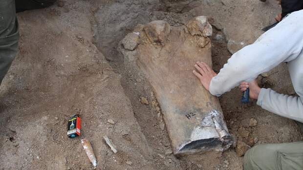 Огромного динозавра обнаружили в Аргентине: техника не выдержала перевозку останков