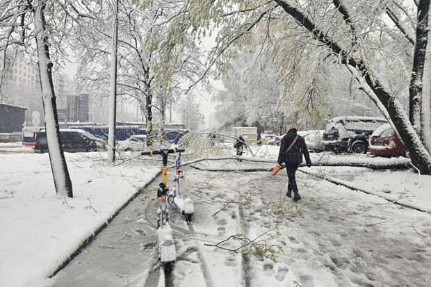 РИА Новости: в Москве из-за снегопада и ветра упали почти 50 деревьев
