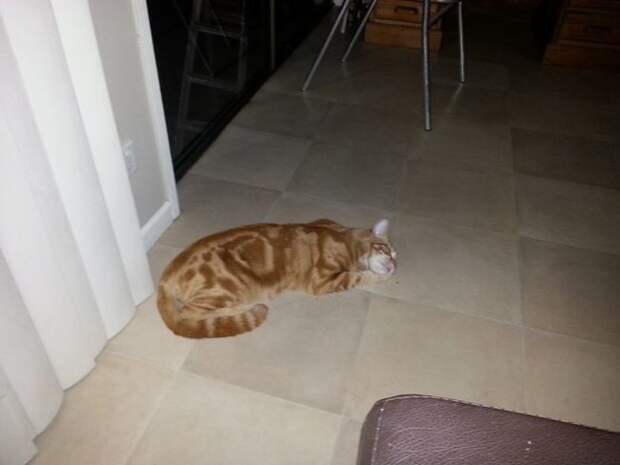 В качестве благодарности, кот стал приносить своим хозяевам необычные вещи кот приносить хозяевам вещи, кот приносил хозяевам игрушки, кот воровал игрушки