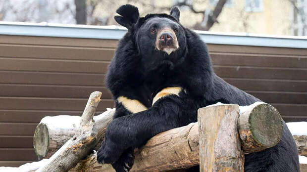 Медведь Вася впервые впал в спячку в Московском зоопарке