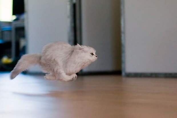 Фото животных в прыжке