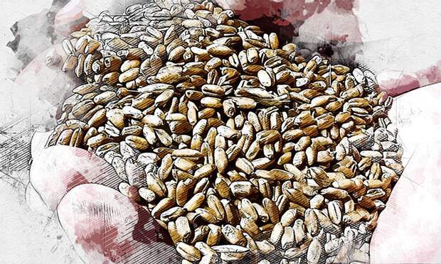 Орловская область не смогла решить проблемы с экспортом зерна