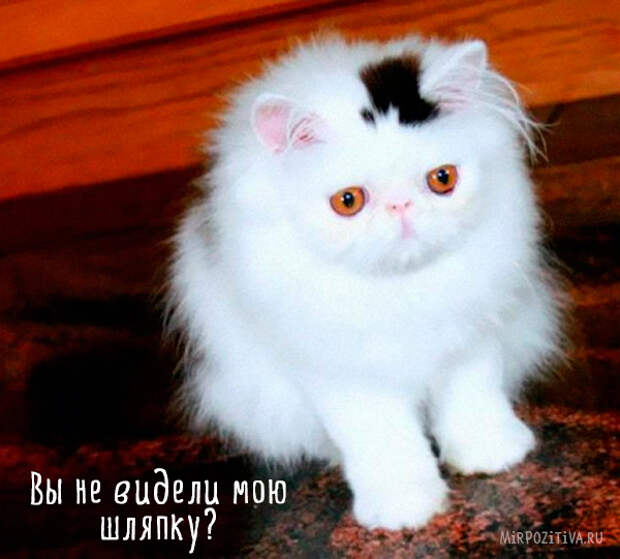 кошка со шляпой на голове кошка со шляпой на голове