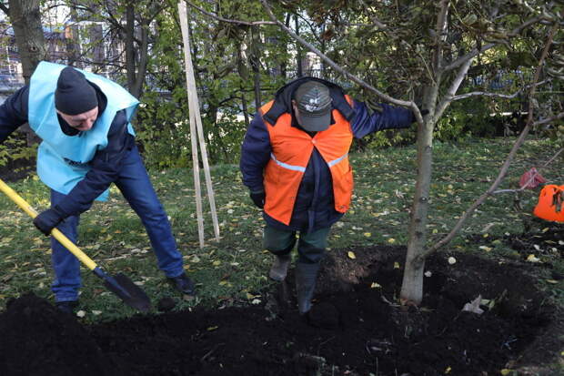 В Петербурге высадят более 10 тысяч деревьев и обновят 872 двора