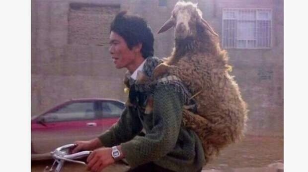 «Борзость зашкалила»: мигрантам в России стало мало мечетей, теперь им нужны бараны