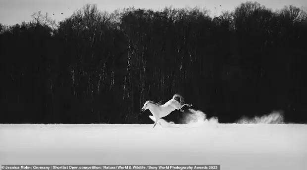 Конкурс Sony World Photography Awards 2022