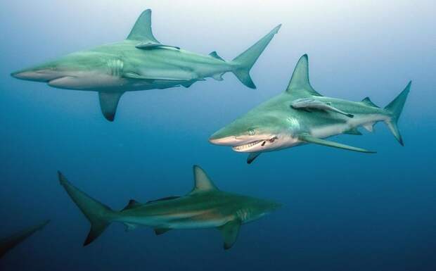 Брюс из в поисках Немо, настоящая акула из в поисках немо, самая счастливая акула, акула улыбается