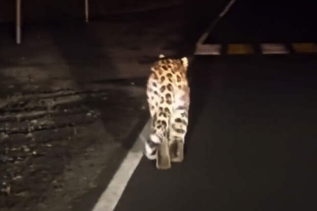 В Приморье краснокнижный леопард прогулялся по трассе