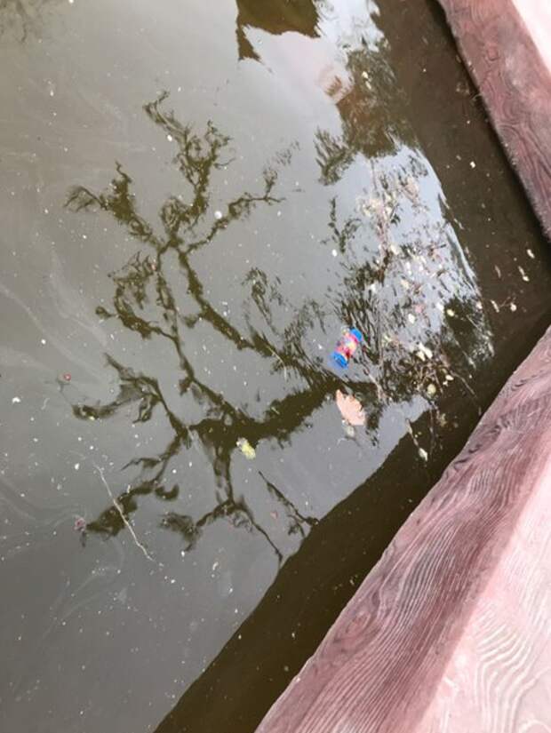 В севастопольском водоёме плавает дохлая черепаха (ФОТО)
