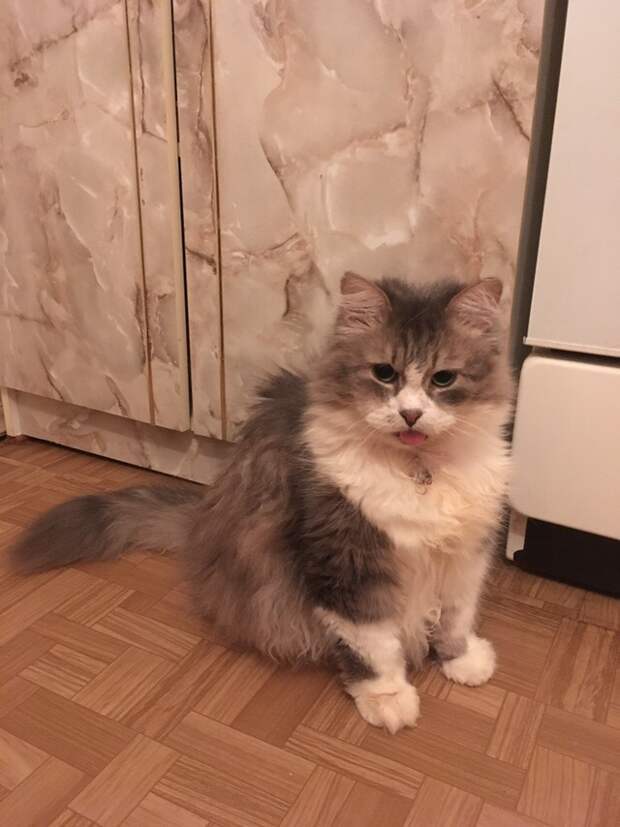 Кот, сбитый машиной, не мог сделать и движения без боли кот, кошка, сбитый кот