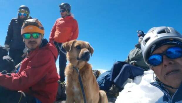 Альпинисты спасли бездомного пса, оказавшегося на вершине вулкана в Мексике