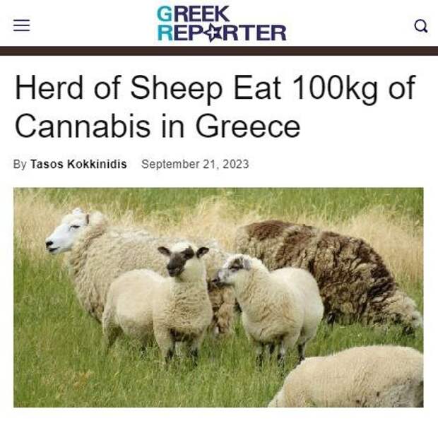 В Греции стадо овец сожрало 100 кг марихуаны