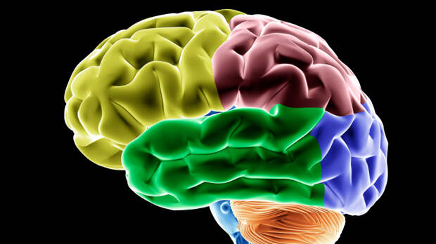 В 10 раз больше, чем считалось: ученые измерили объем памяти мозга человека