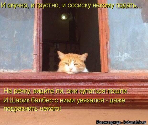 Свежая котоматрица (33 фото)