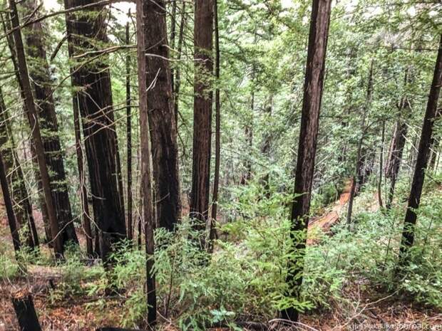 Из первых уст: Заблудиться в трёх секвойях, или Прогулка по парку Big Basin