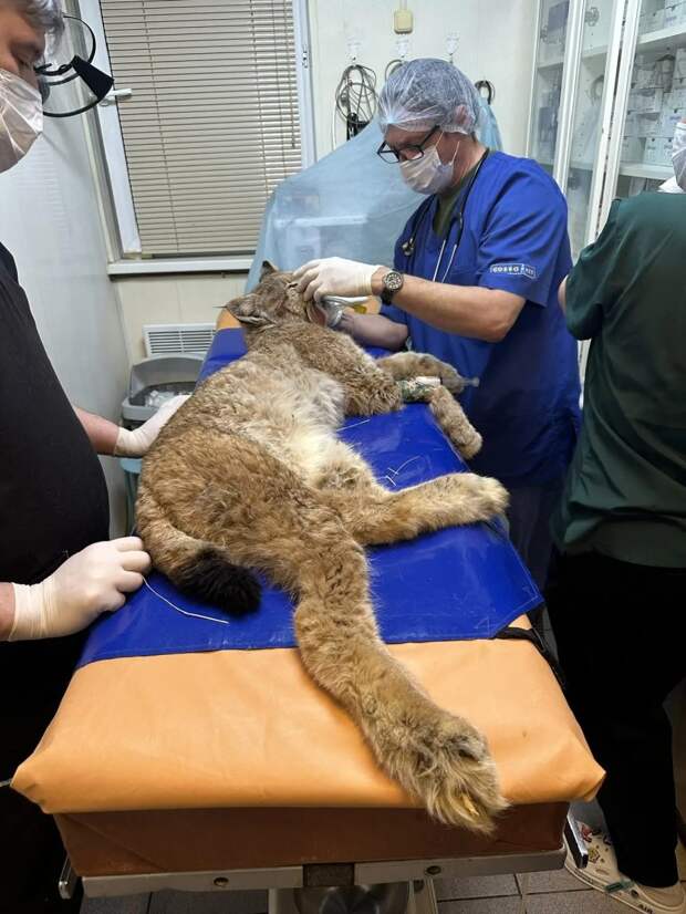 Рысь из Пестяков обследовали московские ветеринары