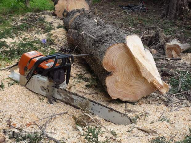 Как правильно спилить дерево и завалить его в нужном направлении