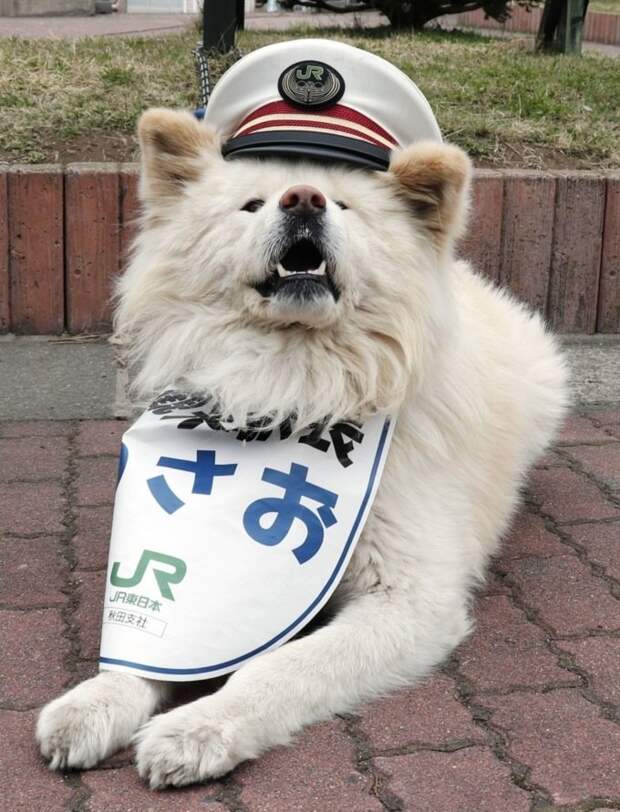 В Японии семья собак стала работниками станции ynews, интересное, милость, начальник станции, собака, станция, япония