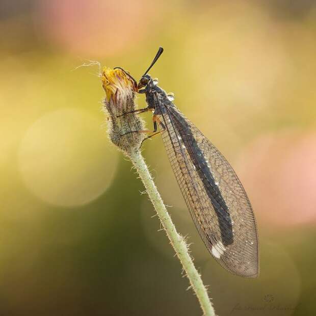 Макрофотографии крошечных насекомых и животных