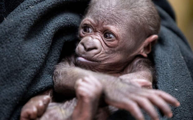 В американском зоопарке празднуют рождение гориллы