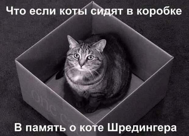 На изображении может находиться: кот, текст «что если коты сидят в коробке в память коте шредингера»