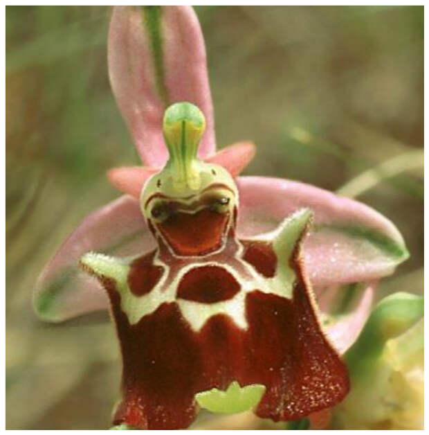 Ophrys apulica интересное, красота, орхидеи, флора, цветы