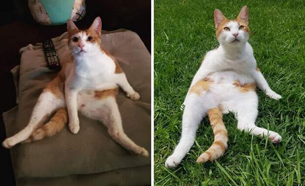 Кошки, которые научились вести себя как люди