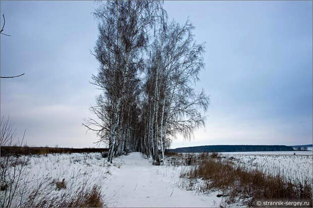 Зима, декабрь, березовая аллея