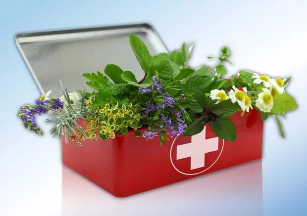 Травы для здорвья