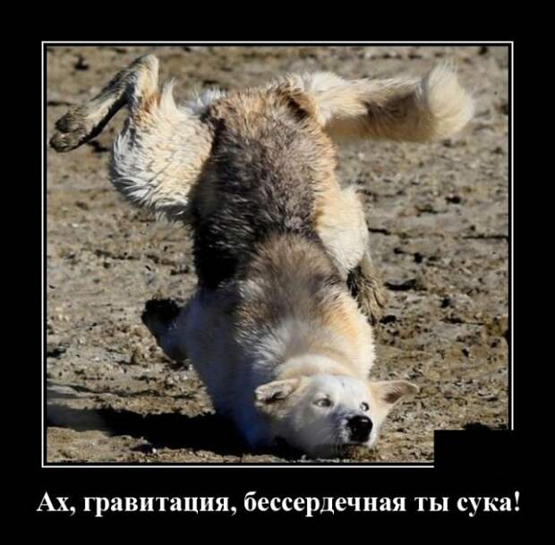 Демотиваторы (30 фото)