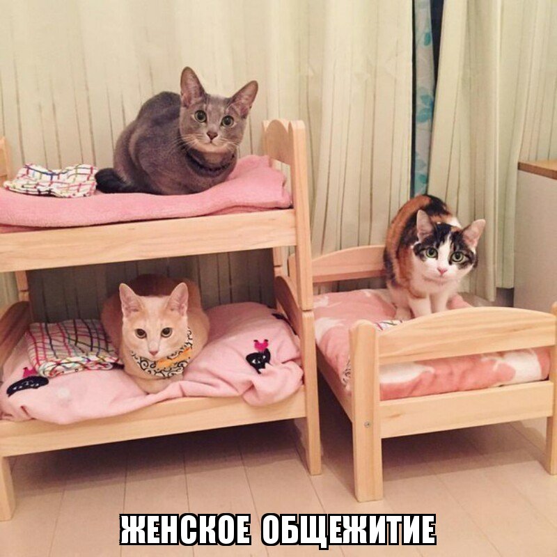 Субботний котопост коты, кошки, приколы с котами., смешные коты