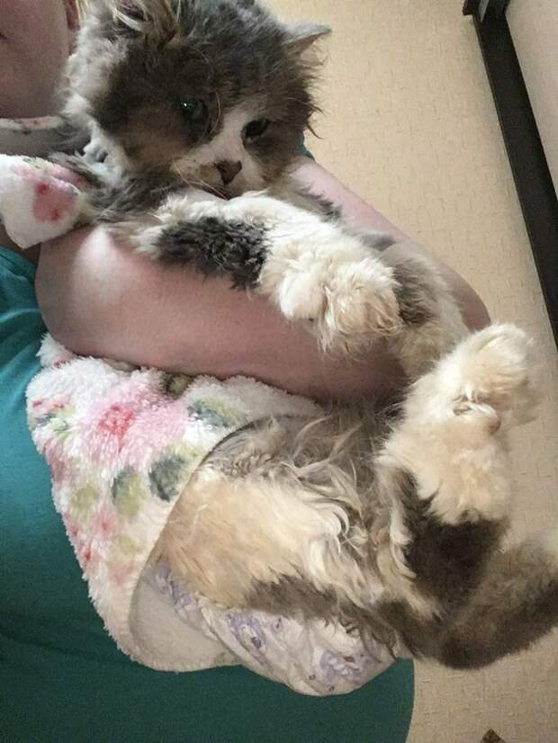 Кот, сбитый машиной, не мог сделать и движения без боли кот, кошка, сбитый кот