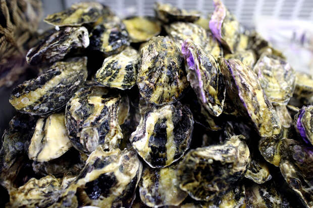 Daily Mail: сырые устрицы могут вызвать хронические проблемы с кишечником
