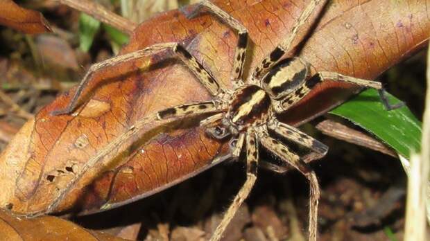 Алтайский биолог выпустил фильм, как искал уникальных пауков в Новой Гвинее. О чем он?