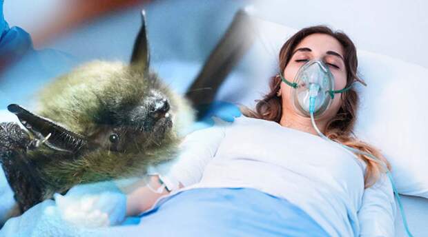 История Джины Гис, которой удалось выжить после заражения бешенством