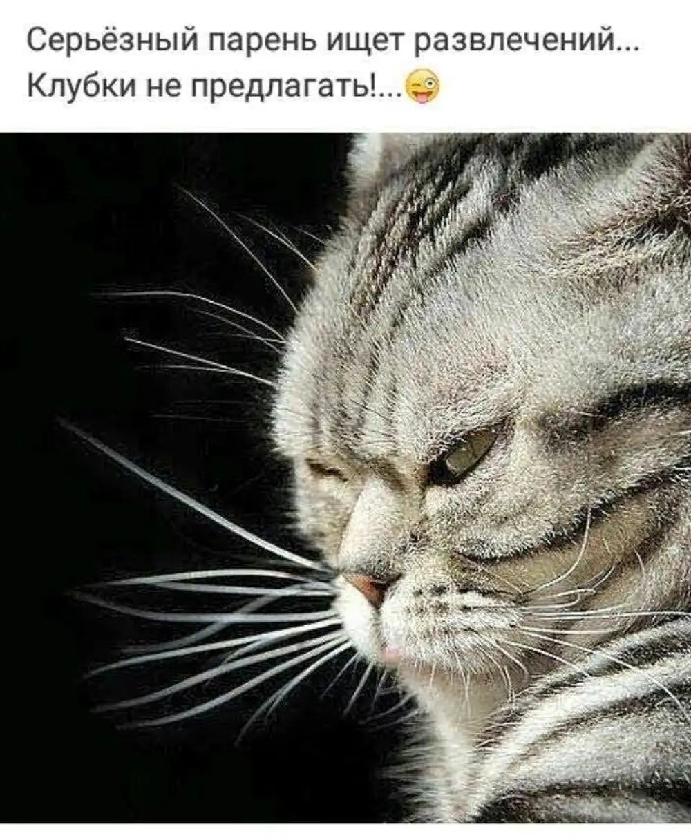 Обиженный кот картинки
